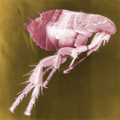 Flea (Yersinia Pestis Bacterium Carrier) (Photo: Courtesy Janice Haney Carr)